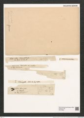 Thalassiothrix frauenfeldii Grun. (de-Toni-Nr.: Genus 67, Species 2669) Zeichnungen Sammlung Grunow (NHMW-BOT-W0373855)